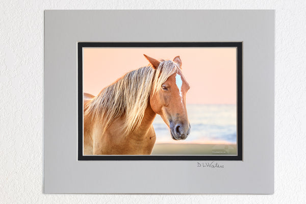 5 x 7 luster prints in a 8 x 10 ivory and black double mat of wild horse on NC Outer Banks beach at sunrise.