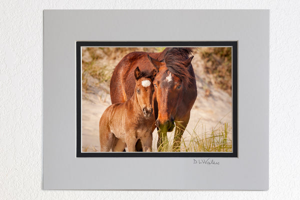 8 x 10  mat in a ivory outer and black inner double mat of a wild horse colt and it's mother showing affection in Corolla on the Outer Banks of NC.