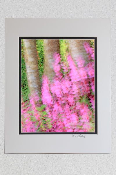 8 x 10 luster print in a 11 x 14 ivory and black double mat of Multiple exposures of azaleas and American holly trees in my front yard. Moving the camera randomly between shots created this painterly affect.