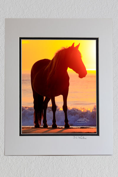 8 x 10 luster print in a 11 x 14 ivory and black double mat of Wild horse silhouette on the beach in front of surf at sunrise in Corolla, NC on the Outer Banks