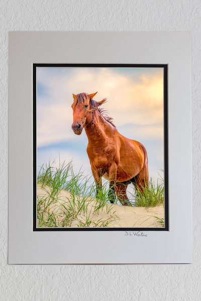 8 x 10 luster print in a 11 x 14 ivory and black double mat of Wild horse in the dunes of Carova on the Outer Banks, NC.