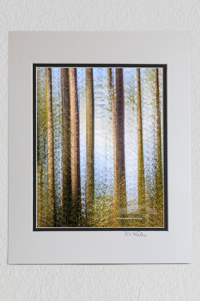 8 x 10 luster print in a 11 x 14 ivory and black double mat of Multiple exposures where used to create this image of Loblolly Pines in a maritime forest on the Outer Banks of North Carolina.