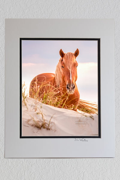5 x 7 luster print in a 8 x 10 mat of a Wild horse on top of sandune in Carova Beach on the Outer Banks of North Carolina.