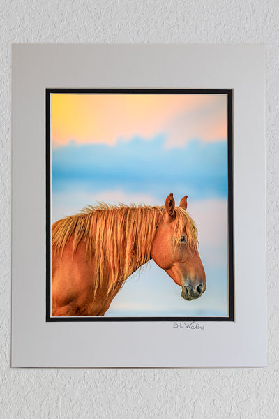8X10 Luster Print in a 11X14 Ivory and Black Double mat of wild horse on the beach in front of surf at sunrise in Corolla, NC on the Outer Banks.