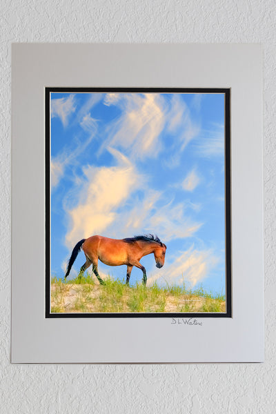 8X10 Luster Print in a 11X14 Ivory and Black Double mat of wild horse and morning sky on top of a sand dune in Corolla NC on the Outer Banks