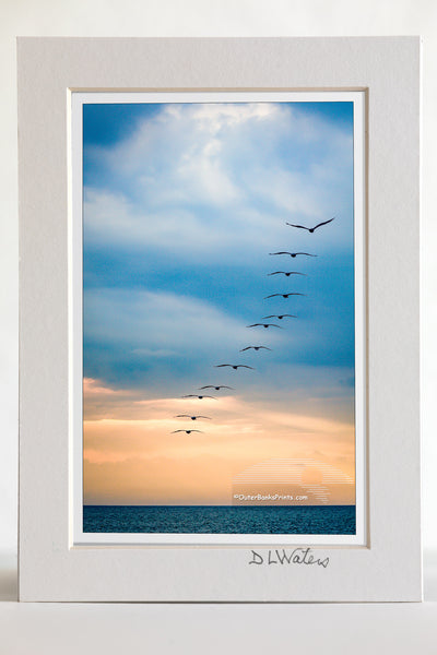 4 x 6 luster print in a 5 x 7 ivory mat of 12 brown pelicans flying out to sea on a stormy morning on the Outer Banks of NC.