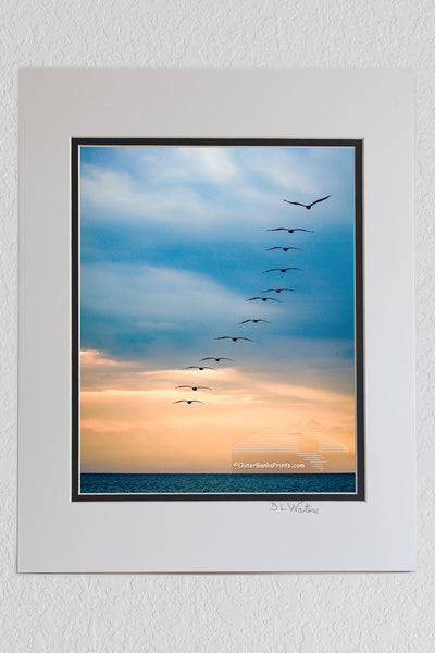 8 x 10 luster print in a 11 x 14 ivory and black double mat of 12 brown pelicans flying out to sea on a stormy morning on the Outer Banks of NC.