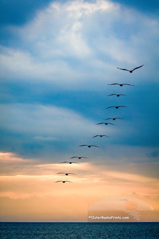 12 brown pelicans flying out to sea on a stormy morning on the Outer Banks of NC.