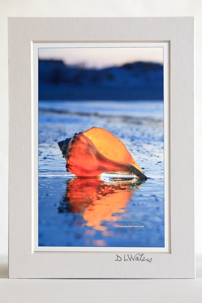4 x 6 luster print in a 5 x 7 ivory mat of A Whelk shell photographed in twilight at Corva, NC. I placed a flashlight behind the shell to make it glow.