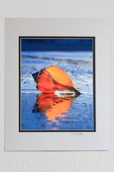 8 x 10 luster print in a 11 x 14 ivory and black double mat of A Whelk shell photographed in twilight at Corva, NC. I placed a flashlight behind the shell to make it glow.