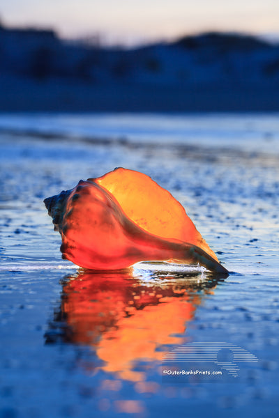 A Whelk shell photographed in twilight at Corva, NC. I placed a flashlight behind the shell to make it glow.