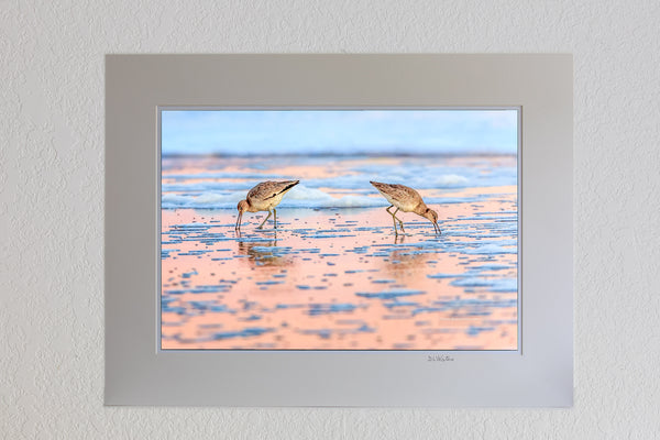 13 x 19 luster print in 18 x 24 ivory ￼￼mat of Two Willits back to back searching for food at sunrise on a Nags Head beach at the Outer Banks, NC.
