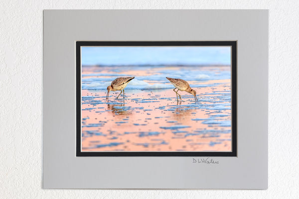 5 x 7 luster prints in a 8 x 10 ivory and black double mat of  Two Willits back to back searching for food at sunrise on a Nags Head beach at the Outer Banks, NC.