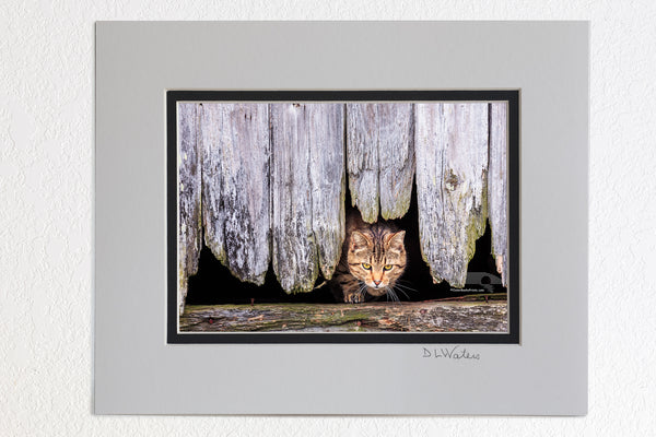 5 x 7 luster print in a 8 x 10 ivory and black double map of Stray tabby cat coming out of a hole in the side of a barn in Avon on Hatteras Island, NC.