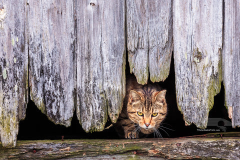 Stray tabby cat coming out of a hole in the side of a barn in Avon on Hatteras Island, NC.