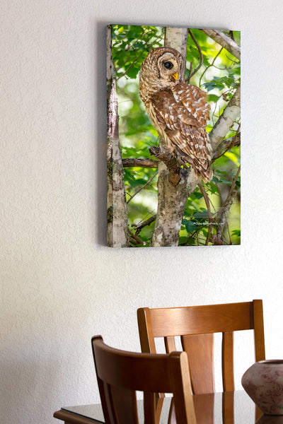 20"x30" x1.5" stretched canvas print hanging in the dining room of This Barred owl was Photographed at Alligator Wildlife Refuge, about a half hour west of the beach off of highway 64.