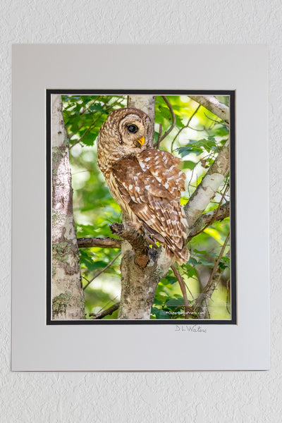 8 x 10 luster print in a 11 x 14 ivory and black double mat of This Barred owl was Photographed at Alligator Wildlife Refuge, about a half hour west of the beach off of highway 64.