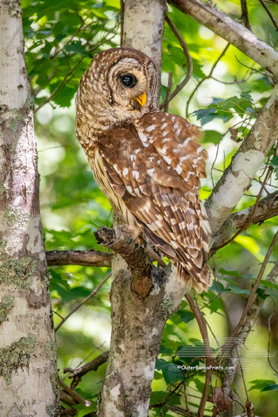 This Barred owl was Photographed at Alligator Wildlife Refuge, about a half hour west of the beach off of highway 64.