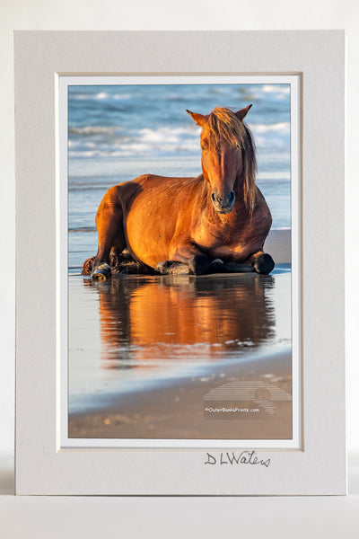 4 x 6 luster print in a 5 x 7 ivory mat of Wild horse on the beach in front of surf at sunrise in Corolla, NC on the Outer Banks.