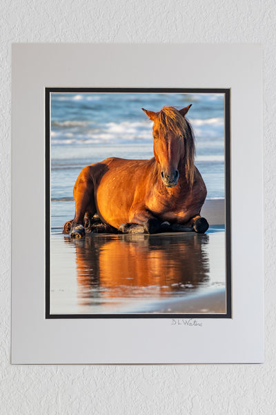 8 x 10 luster print in a 11 x 14 ivory and black double mat of Wild horse on the beach in front of surf at sunrise in Corolla, NC on the Outer Banks.