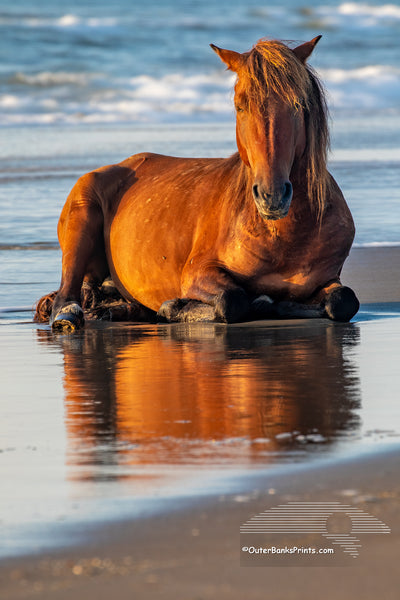 Wild horse on the beach in front of surf at sunrise in Corolla, NC on the Outer Banks.