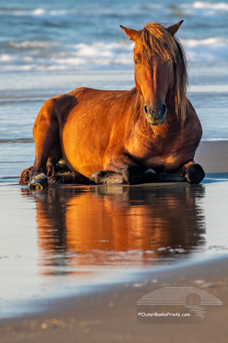 Wild horse on the beach in front of surf at sunrise in Corolla, NC on the Outer Banks.