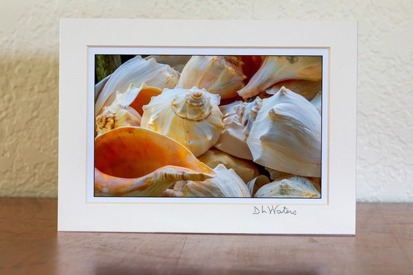 Basket of Welk shells at Ocracoke Island, Outer Banks, NC.