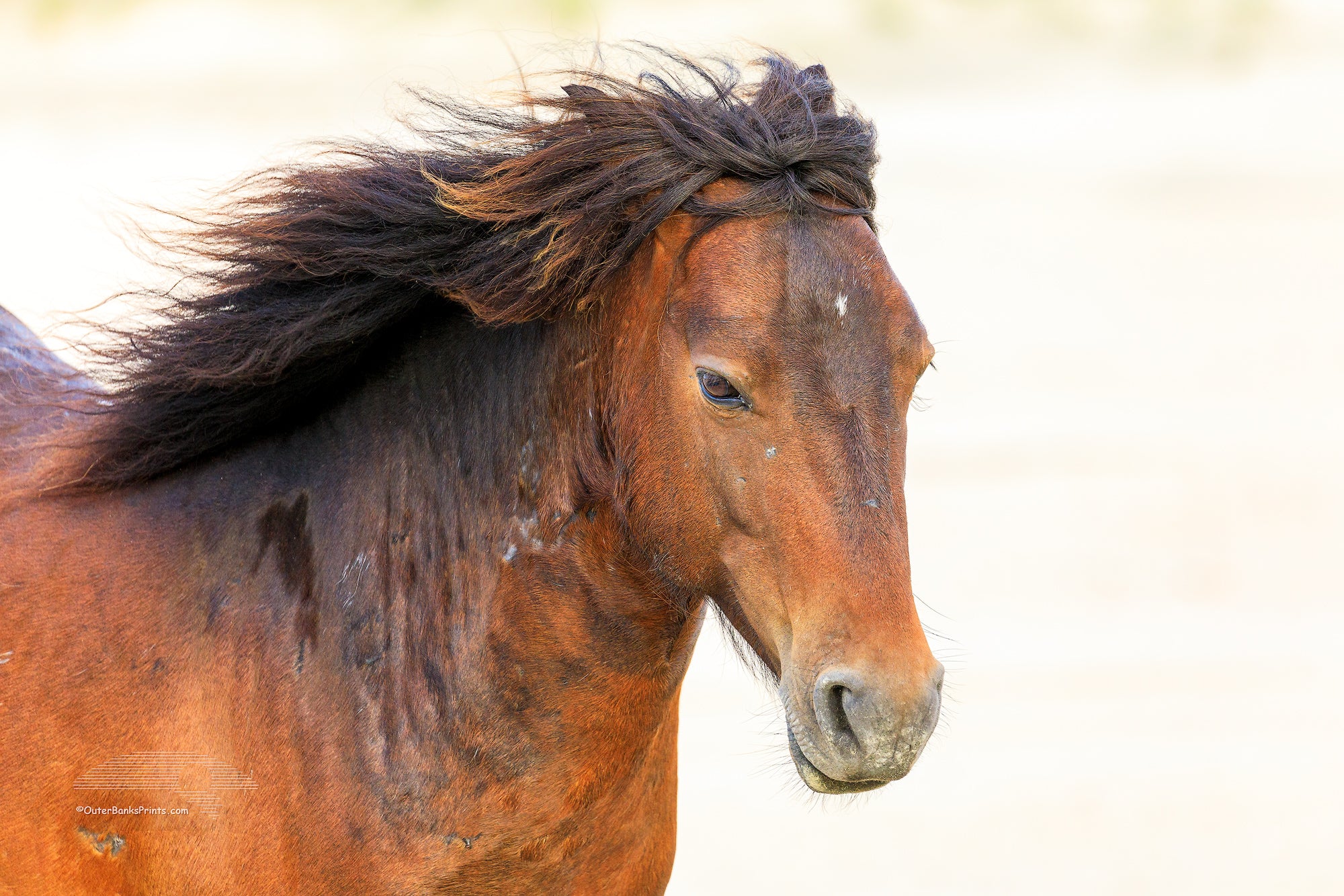 Beach Breeze Outer Banks Wild Horse