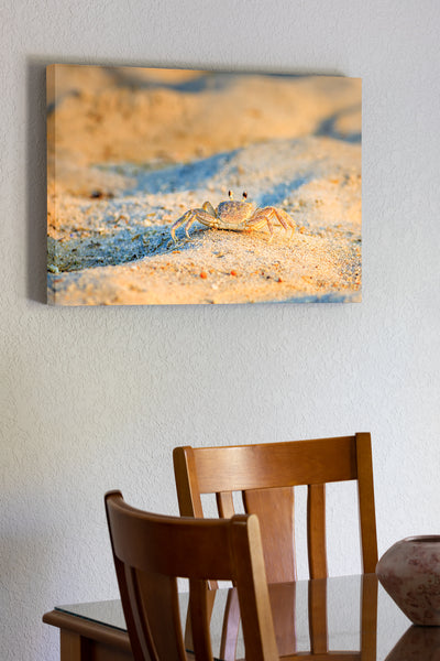 20"x30" x1.5" stretched canvas print hanging in the dining room of Close-up of Outer Banks ghost crab photographed at Coquina Beach on the Outer Banks of NC.