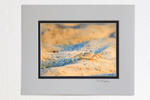 5 x 7 luster prints in a 8 x 10 ivory and black double mat of  Close-up of Outer Banks ghost crab photographed at Coquina Beach on the Outer Banks of NC.