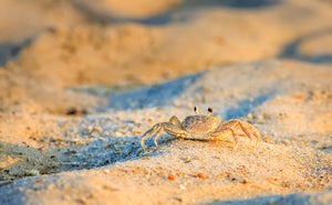 Close-up of Outer Banks ghost crab photographed at Coquina Beach on the Outer Banks of NC.