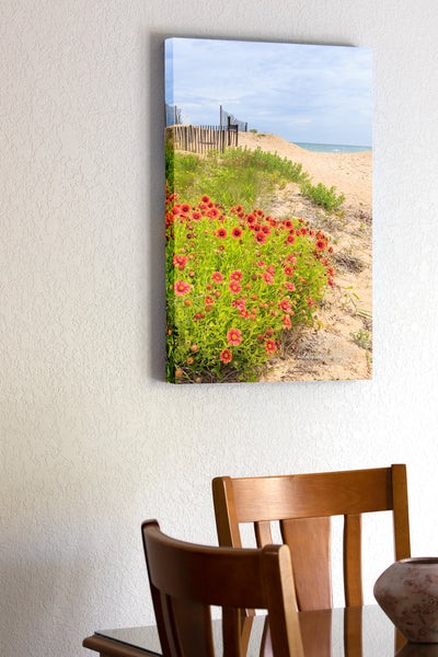 20"x30" x1.5" stretched canvas print hanging in the dining room of Beautiful orange gaillardia flowers growing in the sand at a Kitty Hawk beach on the Outer Banks of NC.