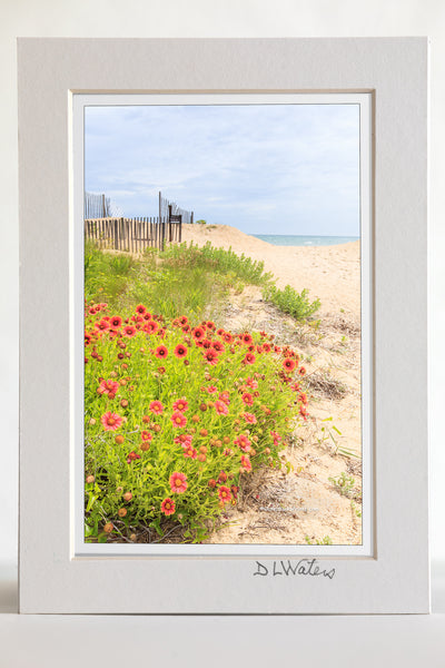 4 x 6 luster print in a 5 x 7 ivory mat of Beautiful orange gaillardia flowers growing in the sand at a Kitty Hawk beach on the Outer Banks of NC.