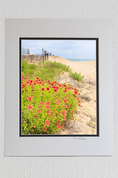 8 x 10 luster print in a 11 x 14 ivory and black double mat of Beautiful orange gaillardia flowers growing in the sand at a Kitty Hawk beach on the Outer Banks of NC.