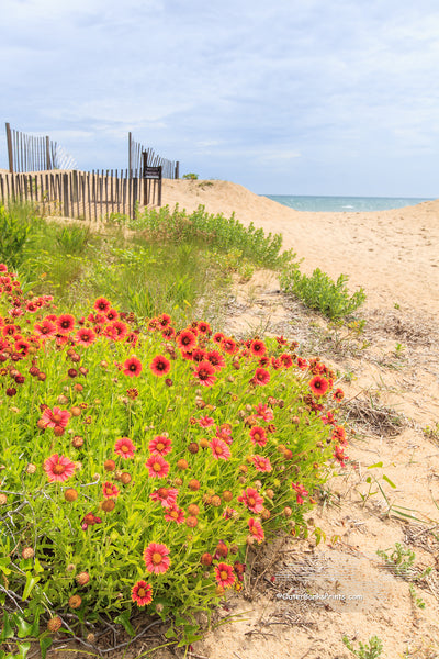 Beautiful orange gaillardia flowers growing in the sand at a Kitty Hawk beach on the Outer Banks of NC.