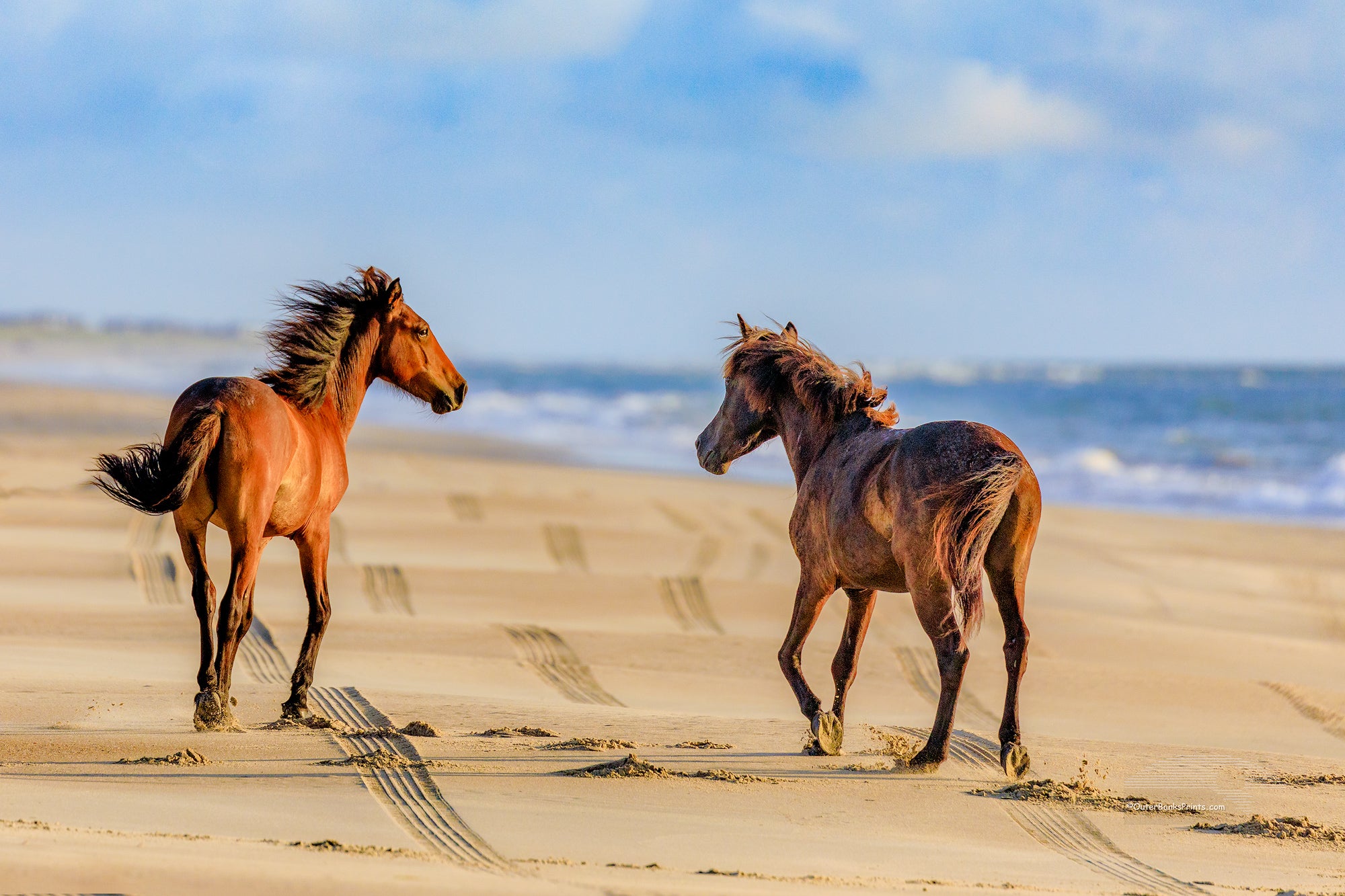 Beach Fun Outer Banks Wild Horse