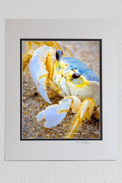8 x 10 luster print in a 11 x 14 ivory and black double mat of Picture of Outer Banks ghost crab at Duck, NCon the Outer Banks.