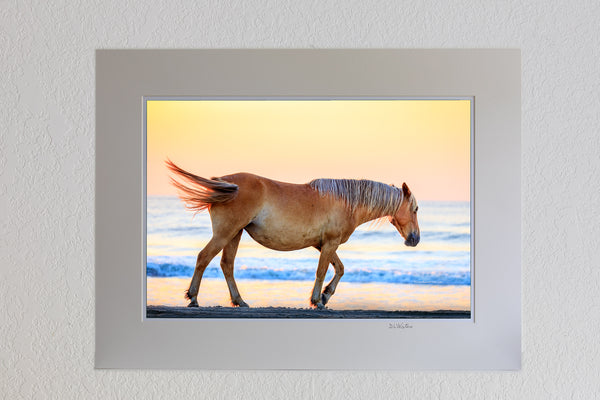 13 x 19 luster prints in a 18 x 24 ivory mat of Wild Spanish mustangs have roamed free in the Northern Outer Banks for nearly 500 years. They are descended from horses from ancient shipwrecks. A small herd of nearly 100 wild mustangs still roam free in the 4WD section of the Northern Outer Banks.