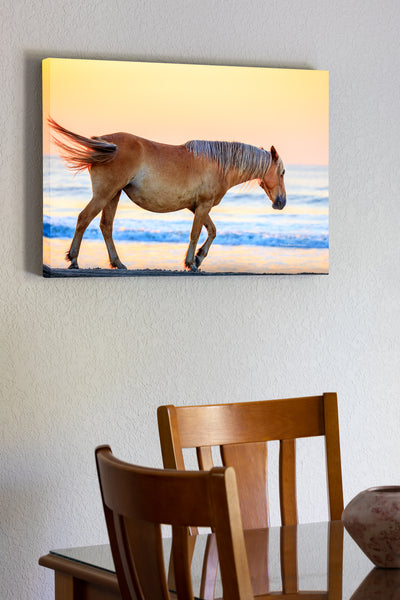 20 x 30 canvas wrap of Wild Spanish mustangs have roamed free in the Northern Outer Banks for nearly 500 years. They are descended from horses from ancient shipwrecks. A small herd of nearly 100 wild mustangs still roam free in the 4WD section of the Northern Outer Banks.