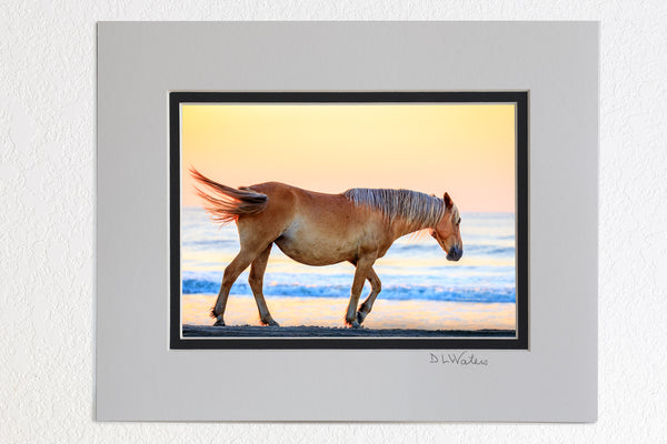 5 x 7 luster print in a 8 x 10 ivory and black double mat of Wild Spanish mustangs have roamed free in the Northern Outer Banks for nearly 500 years. They are descended from horses from ancient shipwrecks. A small herd of nearly 100 wild mustangs still roam free in the 4WD section of the Northern Outer Banks.