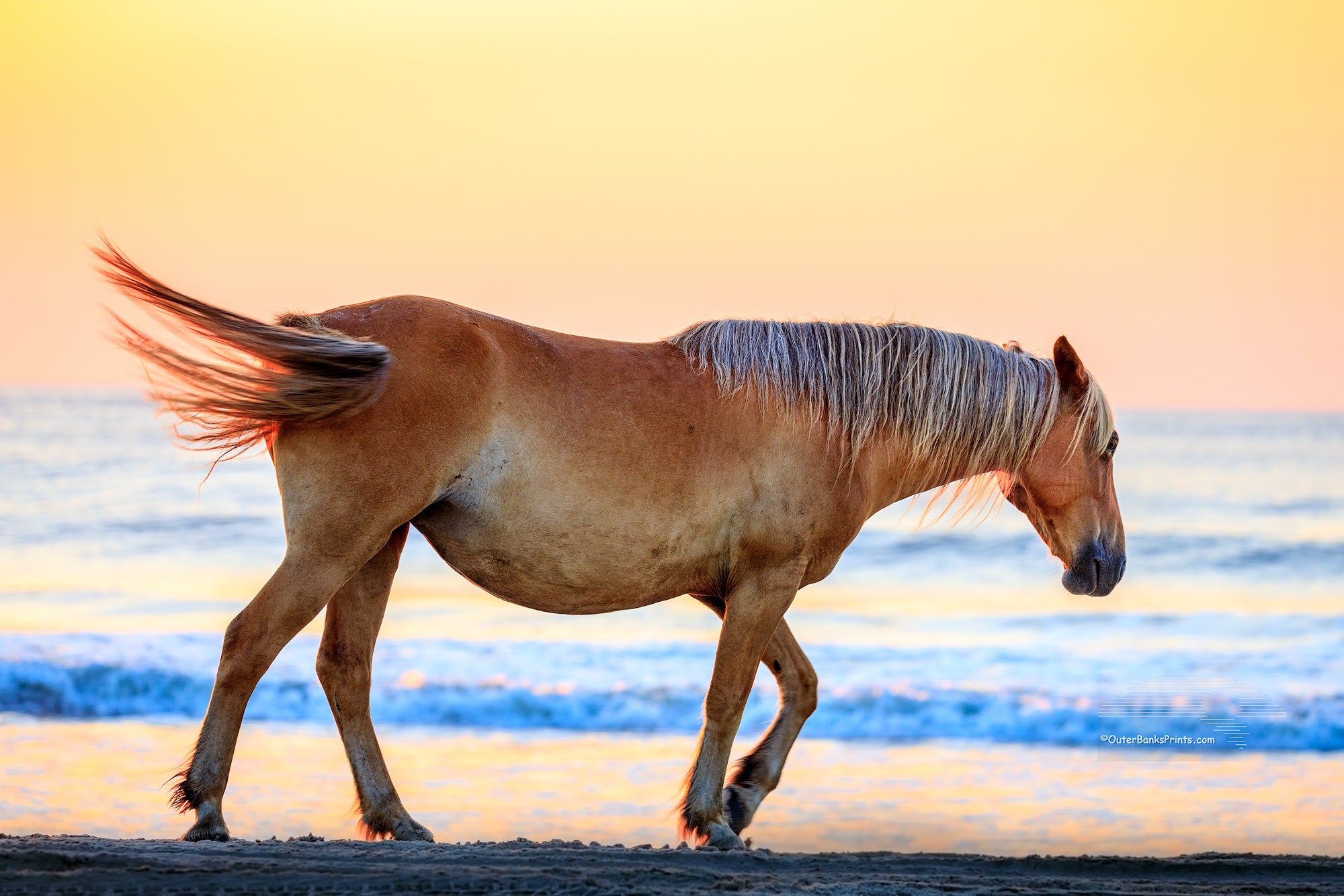 Wild Spanish mustangs have roamed free in the Northern Outer Banks for nearly 500 years. They are descended from horses from ancient shipwrecks. A small herd of nearly 100 wild mustangs still roam free in the 4WD section of the Northern Outer Banks.