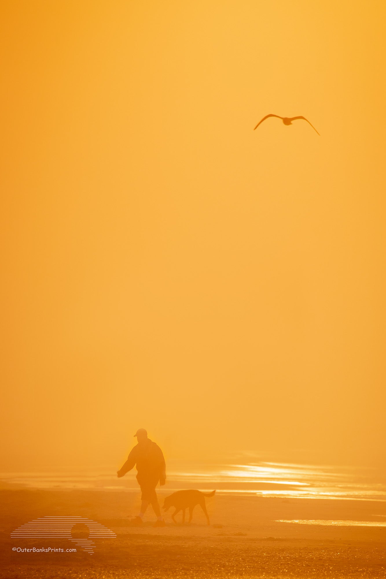 Man walking his dog on Frisco beach at sunrise, Cape Hatteras National Seashore on the Outer Banks of NC.