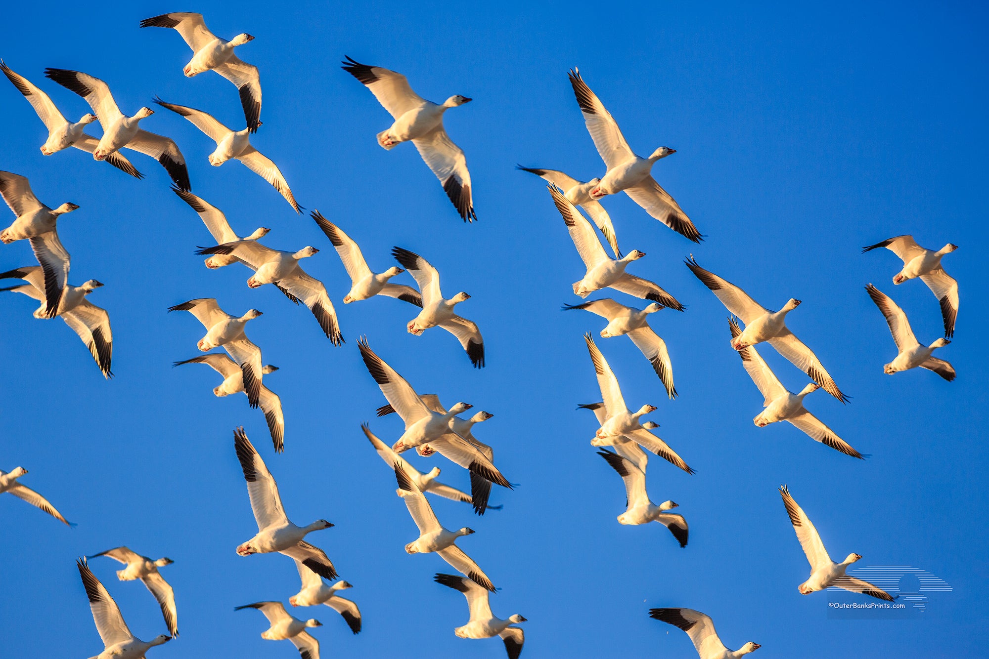 Flock of Snowgeese looking for a place to land a lower Currituck County.