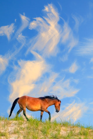 Wild horse and morning sky on top of a sand dune in Corolla NC on the Outer Banks.