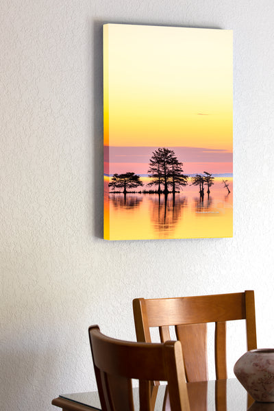 20"x30" x1.5" stretched canvas print hanging in the dining room of A line of Cypress trees at sunrise in Lake Mattamuskeet, North Carolina.