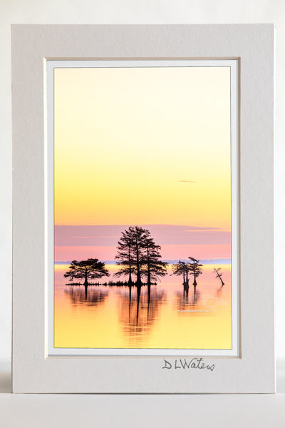 4 x 6 luster print in a 5 x 7 ivory mat of A line of Cypress trees at sunrise in Lake Mattamuskeet, North Carolina.