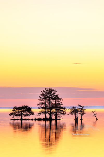 A line of Cypress trees at sunrise in Lake Mattamuskeet, North Carolina.