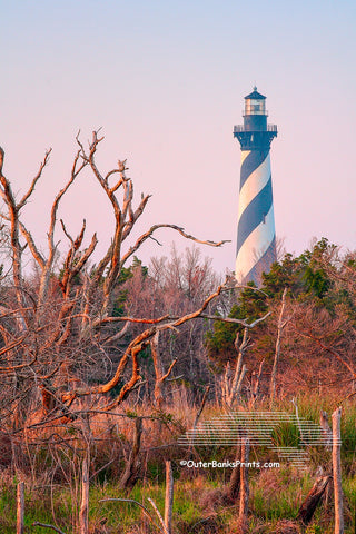 Unusual marshy view of Cape Hatteras lighthouse and trees.