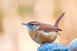 Picture of a Carolina Wren on a seashell.