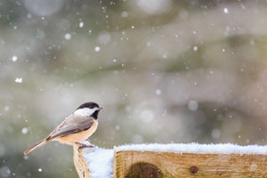 Black caped chickadee looking for food on a snowy Outer Banks afternoon.